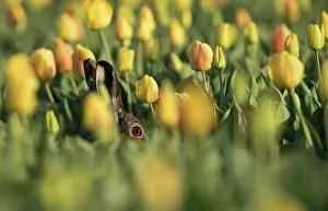 Obscured: European Hare
