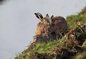 Ditch: European Hare
