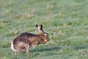 Zeevang: European Hare
