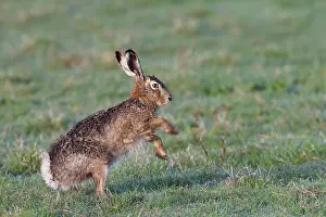 Boxing: European Hare