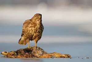 Roadkill: European Hare