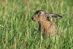 Eemland: European Hare