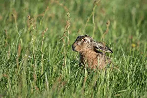 Eemland: European Hare