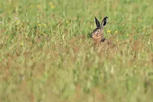 Eemland: European Hare