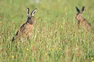 Eemland: European Hare