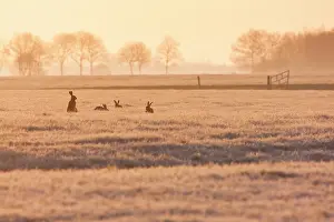 Middag: European Hare