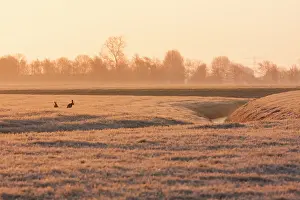 Middag: European Hare