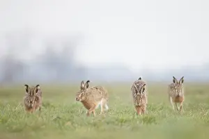 Rival: European Hare