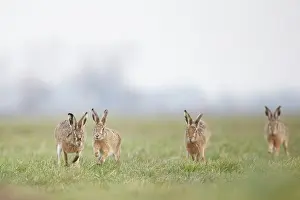 Rival: European Hare