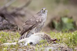 Bohemia: European Hare