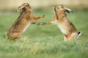 Boxing: European Hare