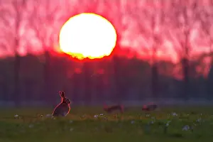 Zeevang: European Hare