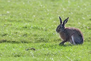 Petten: European Hare
