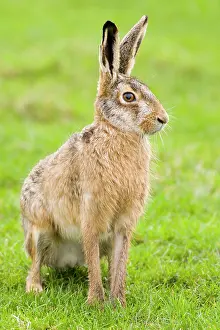 Petten: European Hare