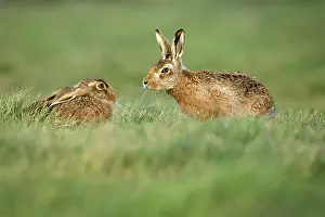 Cautious: European Hare