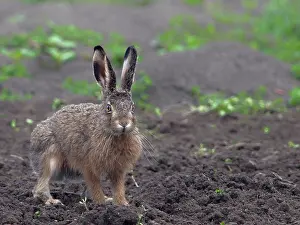 Utrecht: European Hare