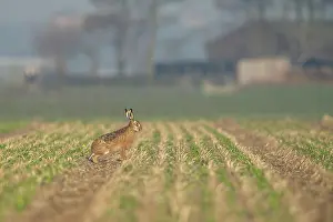 Cautious: European Hare