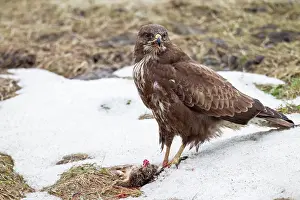 Capture: European Hare