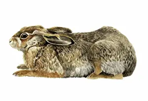 Lepus: European Hare
