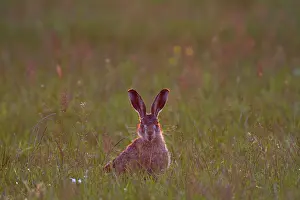 Polder: European Hare