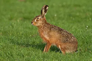2000: European Hare