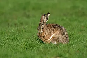 2000: European Hare