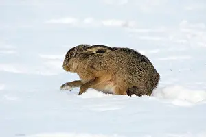 Digging: European Hare