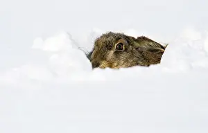 2000: European Hare