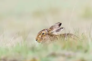 Lepus: European Hare
