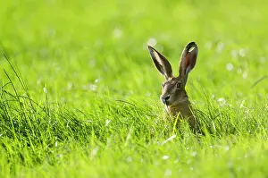 Belgium: European Hare