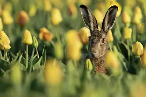 Easter: European Hare