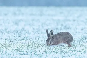 Neige: EUROPEAN HARE