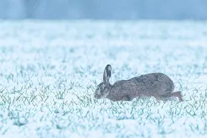 Neige: EUROPEAN HARE