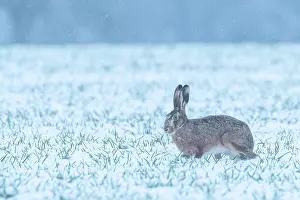 Neige: EUROPEAN HARE