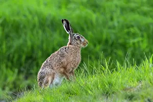 Dumfries: European Hare - adult hare on a clearing in the