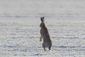 Lepus: European Hare - hare in snow standing on hind legs