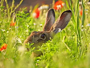Hidden: European hare-hidden in spring flowers, Austria
