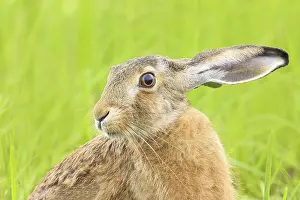 Rabbit: European hare (Lepus europaeus)