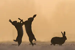 Boxing: European Hare (Lepus europaeus) boxing in the m