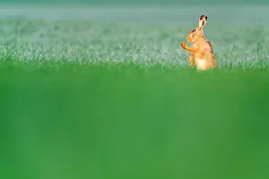 Daybreaks: European Hare (Lepus europaeus) in a field, Slovakia