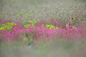 Euphorbia: European hare (Lepus europaeus) in a flowering fallow