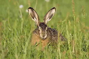 Arkemheen: European Hare (Lepus europaeus) foraging on mea