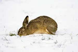 Survival: European Hare (Lepus europaeus) foraging in sno