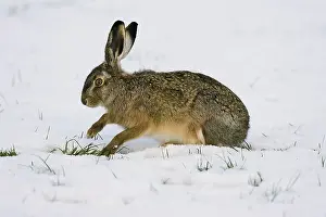 Survival: European Hare (Lepus europaeus) foraging in sno