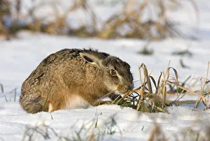 Survival: European Hare (Lepus europaeus) foraging in sno