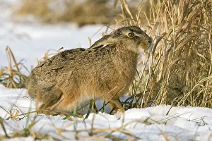 Survival: European Hare (Lepus europaeus) foraging in sno