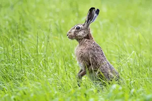 Utrechtse: European Hare (Lepus europaeus) in a meadow sta