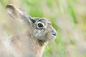 Hidden: European Hare (Lepus europaeus) portrait, The N