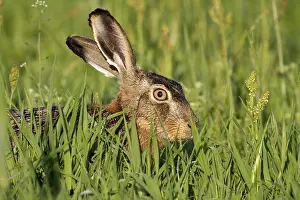 Restin: European Hare (Lepus europaeus) portrait restin