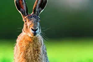 Countryfields: European Hare (Lepus europaeus) portrait, Slovakia